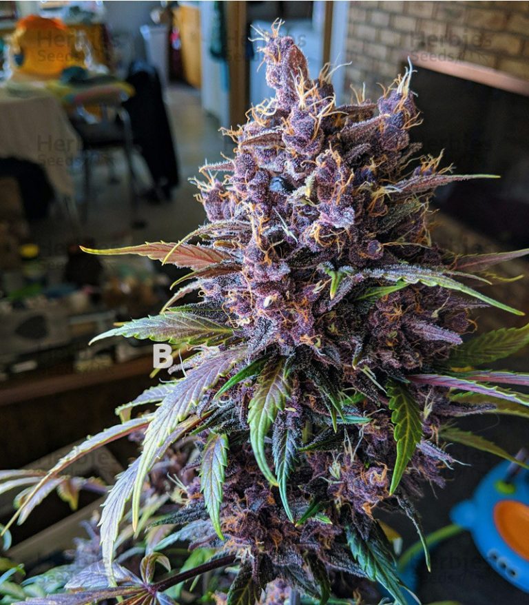 BLACK CHERRY PUNCH FEM 3+1U PYRAMID SEEDS