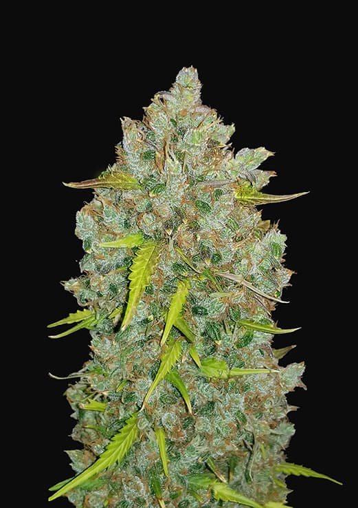 organic bubble gum strain