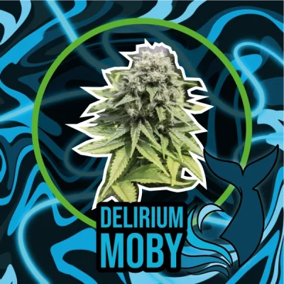 delirium moby 600x601 1