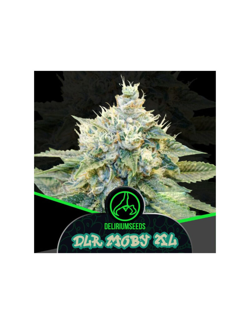 delirium seeds dlr moby xl automatica 4 ud